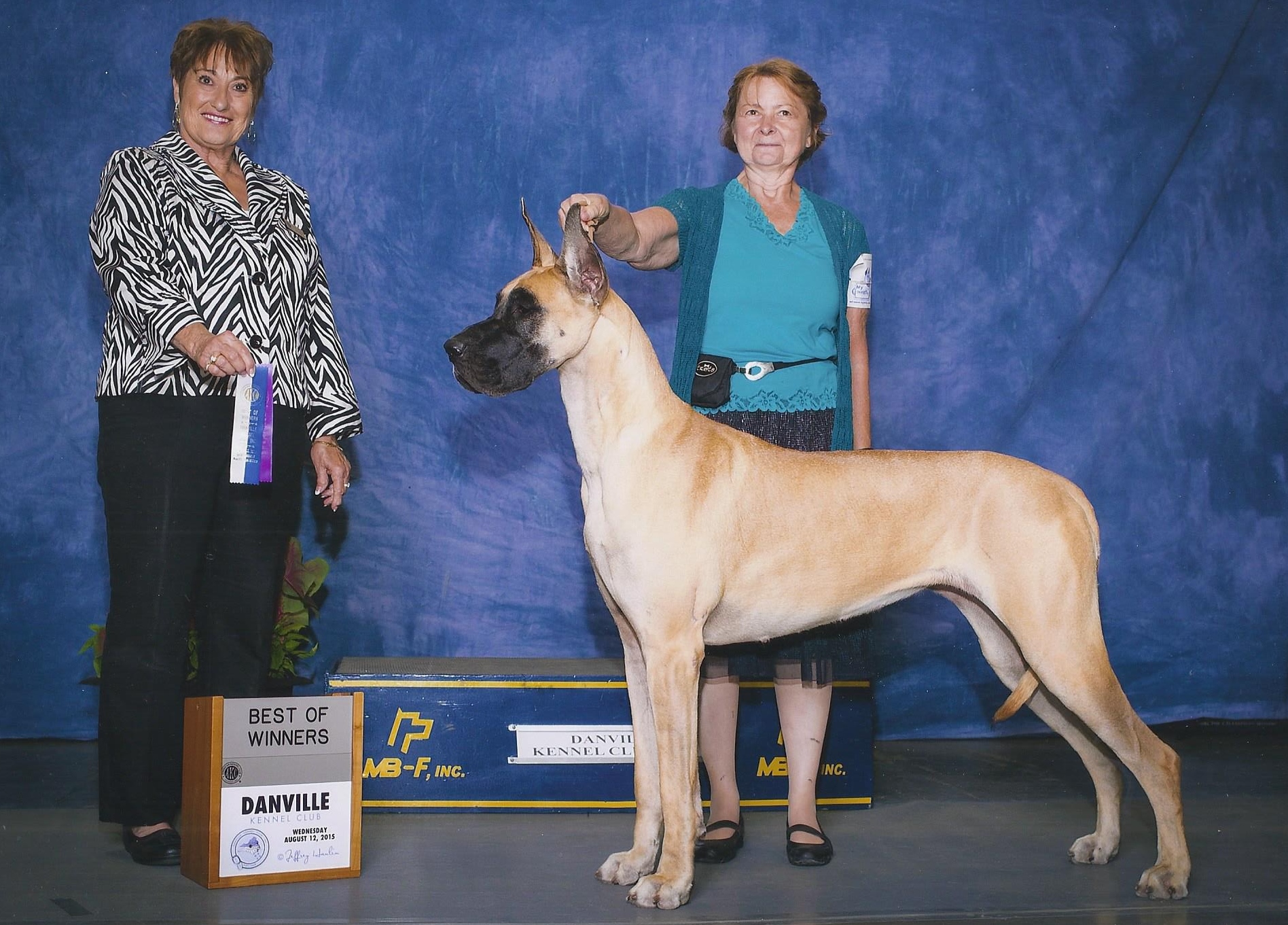 Great Dane Rhodesian Ridgeback The DANES!! | COURSING CREEKS RHODESIAN RIDGEBACKS